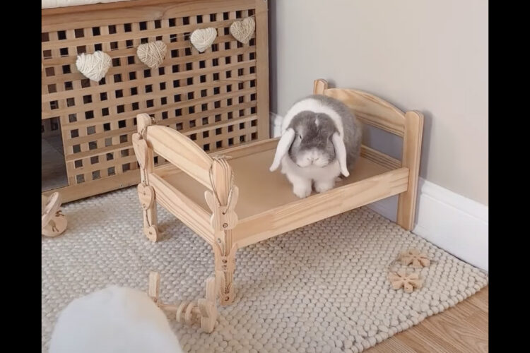 このウサギはミニマリスト？ベッドに枕もシーツも必要ない！とばかりに放り投げていきます！！【海外・動画】