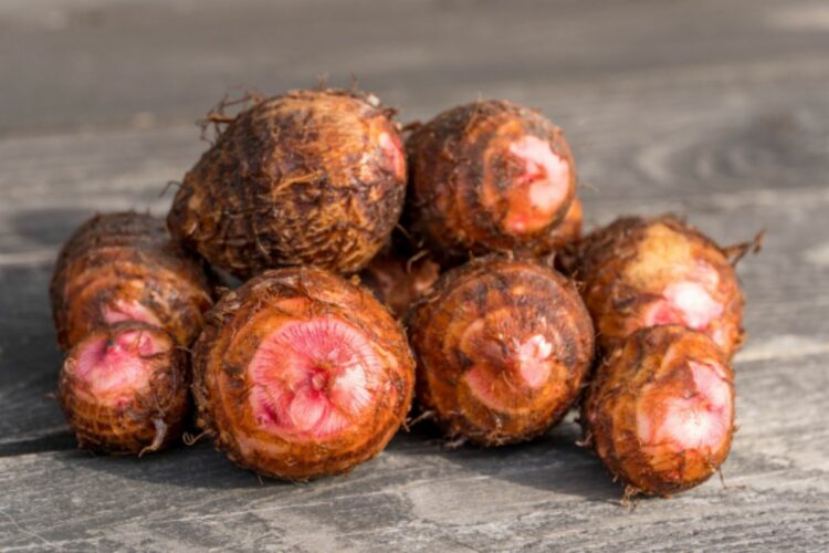 里芋と似た「セレベス」とはどんな食べ物？その名前の由来や里芋の違いを解説！