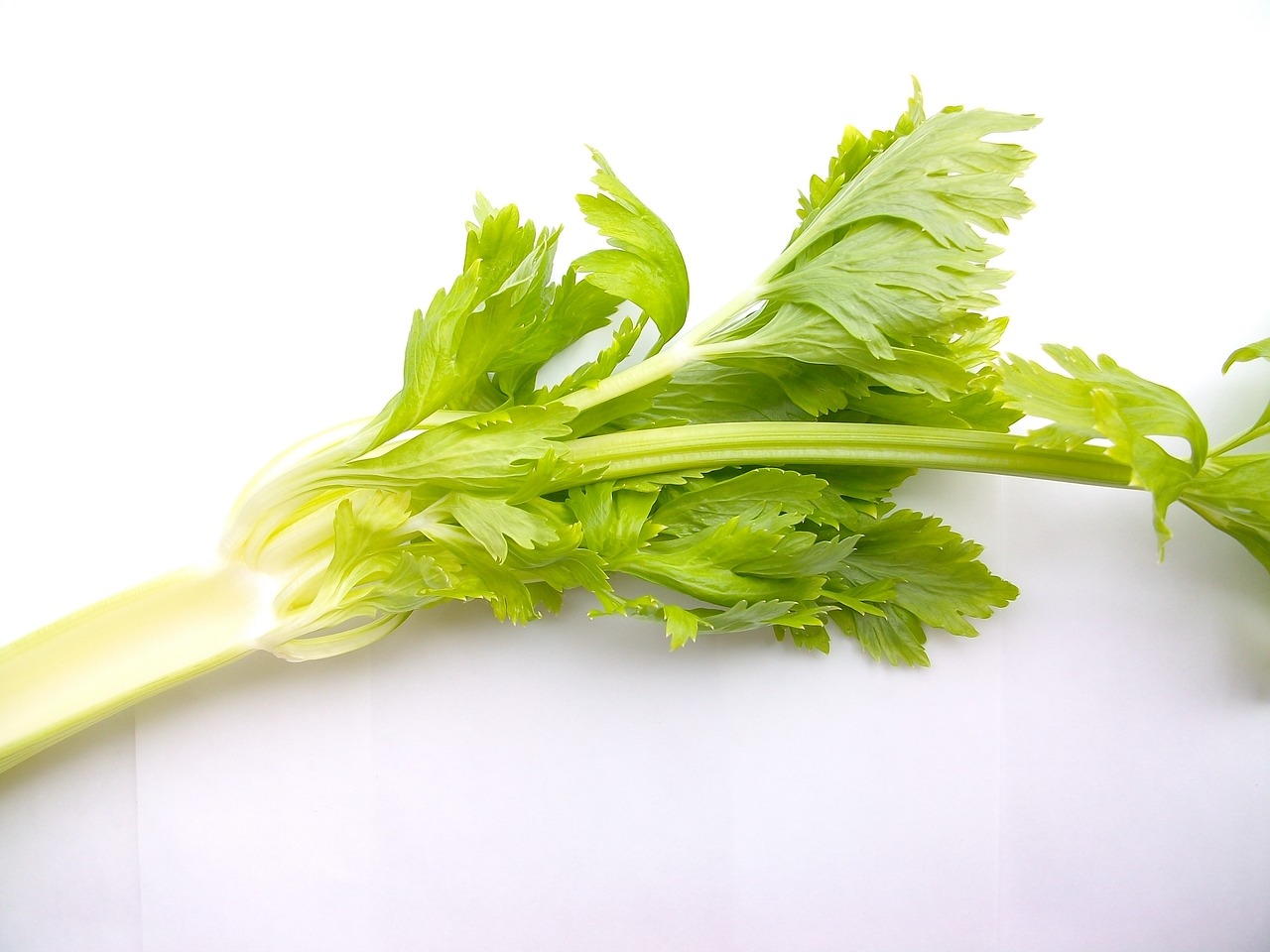 独特な香りと味わいをした野菜「セロリ」。その旬や保存方法とは?