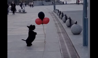 風船遊びに夢中なスコティッシュ・テリア。何度も何度も飛びかかって楽しそう！！