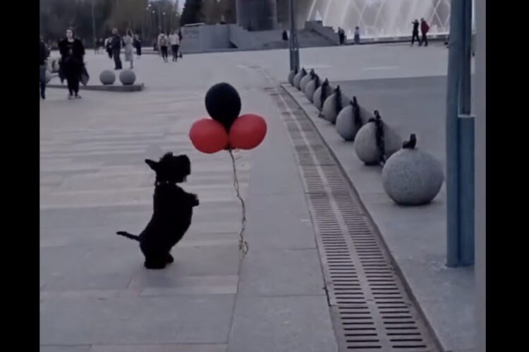 風船遊びに夢中なスコティッシュ・テリア。何度も何度も飛びかかって楽しそう！！
