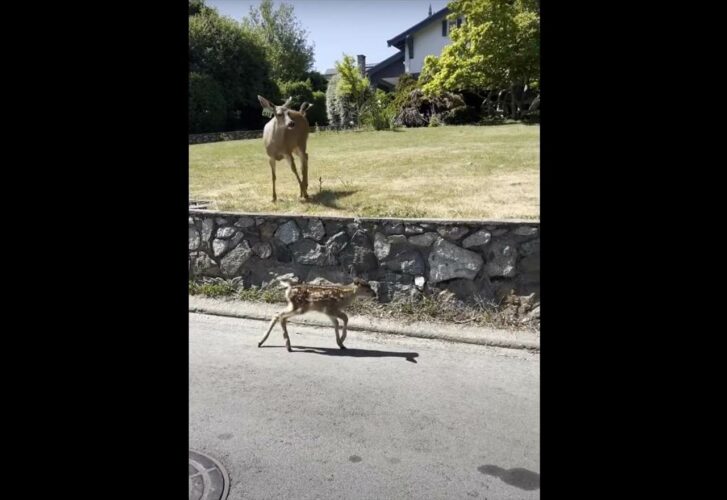 シカの親子を助けた男性。子ジカは母親のいる高い場所まで行けず困っていましたが・・
