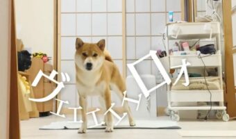 【大人気柴犬こむぎ】「皆さんに必殺技を見せチャオかなあ。さぁ行くぜぇ」柴犬のアテレコ動画が面白い！