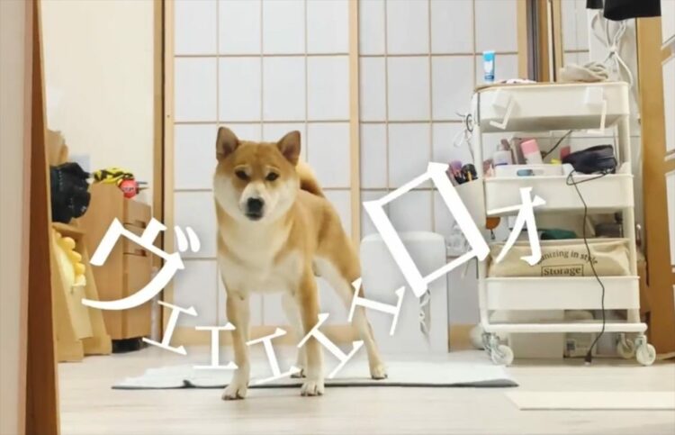 【大人気柴犬こむぎ】「皆さんに必殺技を見せチャオかなあ。さぁ行くぜぇ」柴犬のアテレコ動画が面白い！