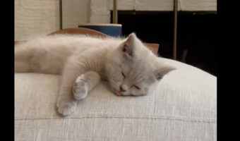 新しいオモチャを前に子猫は・・。おネムだったようで舌をペロッと出したまま寝ています！！【海外・動画】