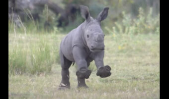 サバンナをシロサイの子供が走る!元気に走り回るその姿は軽快で楽しそう!!