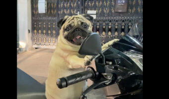 スクーターに犬がまたがっている！おててをハンドルに伸ばすその姿は、まるでバイカー！！