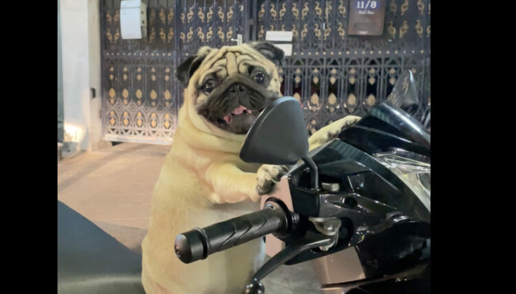 スクーターに犬がまたがっている！おててをハンドルに伸ばすその姿は、まるでバイカー！！