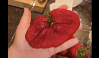 「世界一大きいイチゴだ！」と言う女性。そのイチゴはなんと女性の手と同じくらいのサイズがあります！！