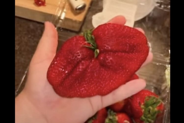 「世界一大きいイチゴだ！」と言う女性。そのイチゴはなんと女性の手と同じくらいのサイズがあります！！