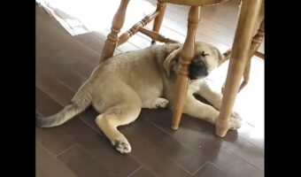 テーブルの下でスヤスヤ。お昼寝中の子犬ですが・・、その体勢はキツくないのかな？？【海外・動画】