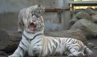 子トラに好き放題にされる母トラの動画が話題に!「ワチャワチャされても怒らないお母さん。優しいなぁ」