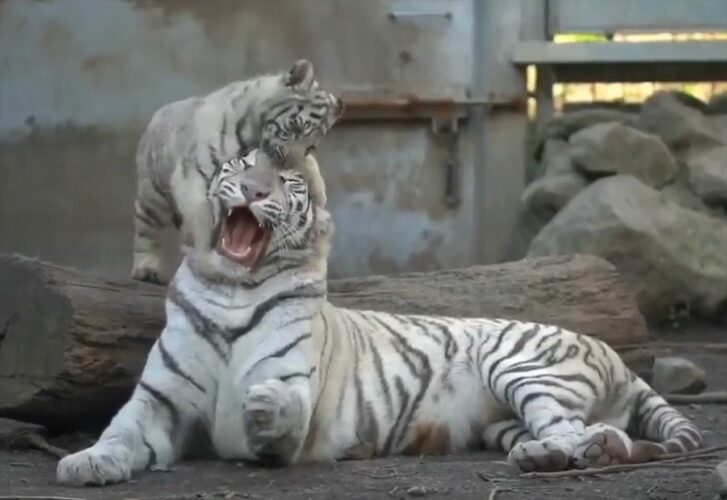 子トラに好き放題にされる母トラの動画が話題に！「ワチャワチャされても怒らないお母さん。優しいなぁ」