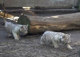 全く怖くない“狩りモード”。母トラにそ～っと近づいていくも、すぐに気づかれちゃった子トラたちが可愛すぎる！