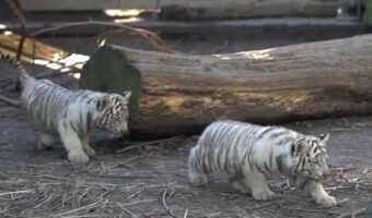 全く怖くない“狩りモード”。母トラにそ～っと近づいていくも、すぐに気づかれちゃった子トラたちが可愛すぎる！