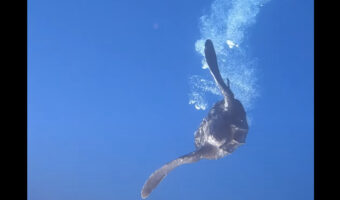 海中を優雅に泳いで進むカメを観察していたら・・、ダイバーさんもビックリな展開に！！【海外・動画】