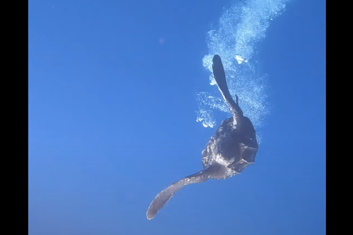 海中を優雅に泳いで進むカメを観察していたら・・、ダイバーさんもビックリな展開に！！【海外・動画】