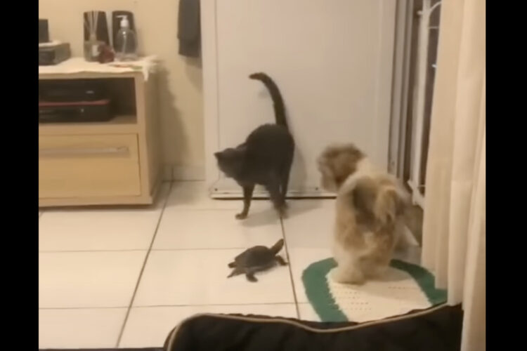 のんびり歩いていたカメが大好きなパパさんをお出迎え！家族と一緒にイソイソドアの前に向かいます！！【海外・動画】