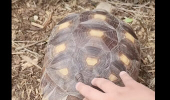 甲羅をくすぐられるのが大好き?!カメの甲羅をナデナデコチョコチョしていたら・・おしりを振って喜んでくれました!!
