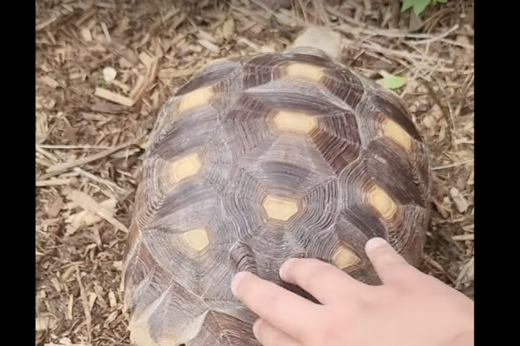 甲羅をくすぐられるのが大好き？！カメの甲羅をナデナデコチョコチョしていたら・・おしりを振って喜んでくれました！！