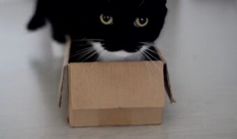 箱に吸い込まれると、トレードマークの口元の「ω」がくっきり!フォロワー30万以上の大人気猫のツイートが話題に!