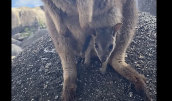 ワラビーはカンガルーの仲間!だからおなかにあるポケットには・・かわいい赤ちゃんの姿が!!【海外・動画】