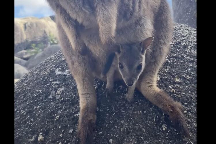 ワラビーはカンガルーの仲間！だからおなかにあるポケットには・・かわいい赤ちゃんの姿が！！【海外・動画】