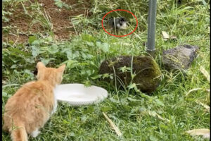 ヒヨコにイタズラをしようと飛びかかる子猫。しかし、我が子の危機を母親が黙って見ているわけありません！！【アメリカ・動画】