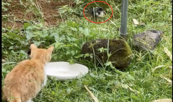 ヒヨコにイタズラをしようと飛びかかる子猫。しかし、我が子の危機を母親が黙って見ているわけありません!!【アメリカ・動画】