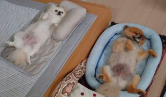 Nクールでひんやり!いつもクセの強いワンコ達のクセ強昼寝姿がかわいすぎ