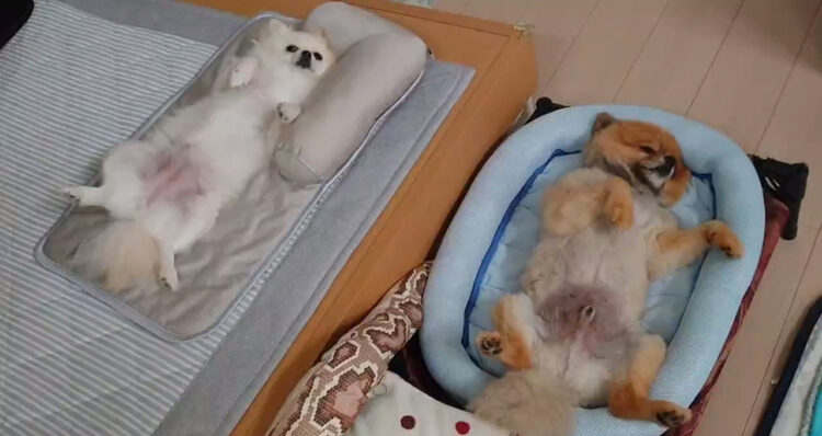 Nクールでひんやり！いつもクセの強いワンコ達のクセ強昼寝姿がかわいすぎ