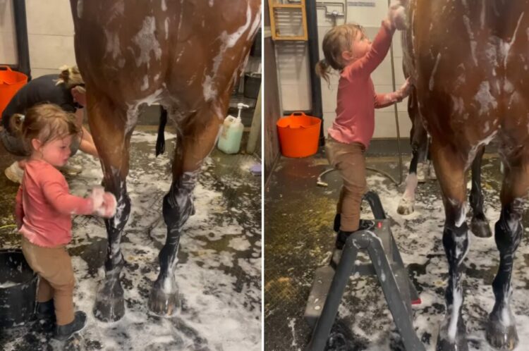 馬の体を洗ってあげる幼い女の子。脚立に乗って背中もゴシゴシ、しっかり汚れを落としてあげます【海外・動画】