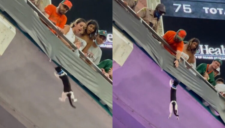 NFLの試合中に猫さん大ピンチ！試合そっちのけでみんな一丸となり猫さんを救う！