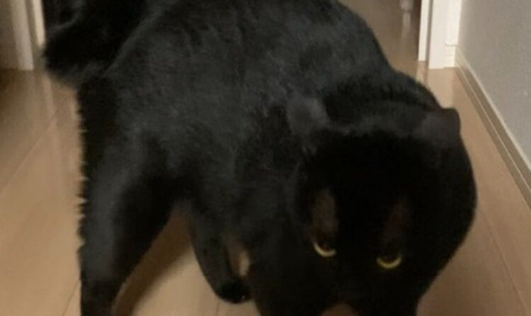 怒っていることがよくわかるネコちゃんの表情、怒っていてもやっぱりかわいいと話題に