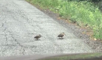 何だこの可愛い生物！？のんびりダンスを踊りながら道路を横断するアメリカヤマシギ