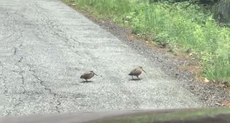 何だこの可愛い生物！？のんびりダンスを踊りながら道路を横断するアメリカヤマシギ