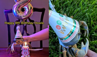 今カニがアツい!?TikTokで人気のカニさん8歳の誕生日を迎える