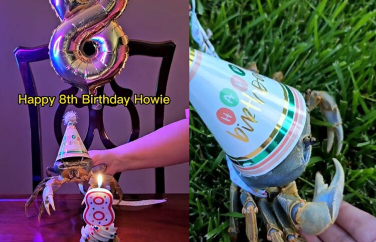 今カニがアツい！？TikTokで人気のカニさん8歳の誕生日を迎える