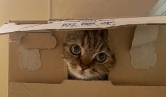 この可愛さは狙ってやってるとしか思えない!あざとい子猫にメロメロ