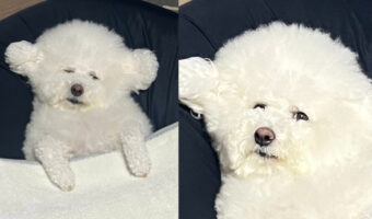 一応起きてるんですが、今にも寝てしまいそうな表情のビションフリーゼが面白い