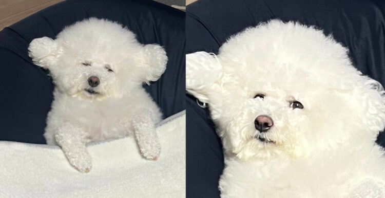 一応起きてるんですが、今にも寝てしまいそうな表情のビションフリーゼが面白い