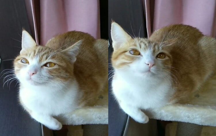 猫界の美少女アイドル「ぷりん」ちゃんに癒される人続出