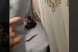 猫は飼っていないのに猫の鳴き声が聞こえる不思議。声を辿ってカーテンの向こうを覗いてみるとそこには・・！！【海外・動画】