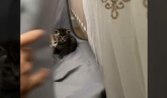 猫は飼っていないのに猫の鳴き声が聞こえる不思議。声を辿ってカーテンの向こうを覗いてみるとそこには・・!!【海外・動画】