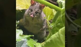 空からポッサムが降って来た？！美しい庭園の風景を撮影していたら・・信じられない出来事が！！【海外・動画】