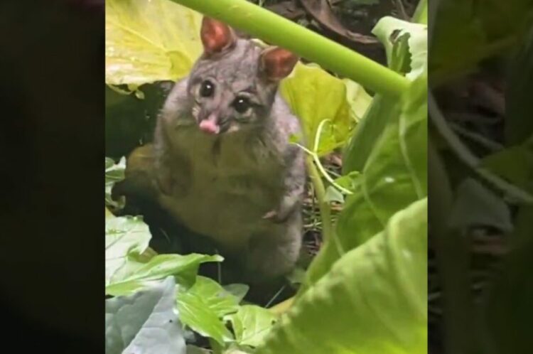 空からポッサムが降って来た？！美しい庭園の風景を撮影していたら・・信じられない出来事が！！【海外・動画】