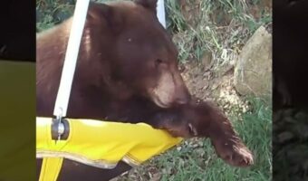 クマはブランコが大好き?裏庭に姿を現したかと思いきや、驚きの速さでブランコに飛び乗ります!!【アメリカ・動画】