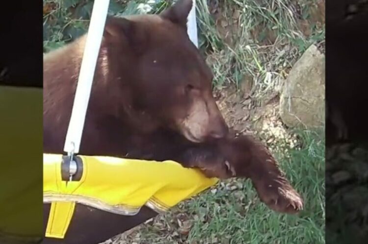 クマはブランコが大好き？裏庭に姿を現したかと思いきや、驚きの速さでブランコに飛び乗ります！！【アメリカ・動画】