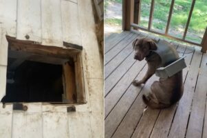 何かが足りないペットドア。そして愛犬には力づくで通ろうとしたあとが・・【アメリカ・動画】