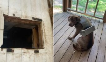 何かが足りないペットドア。そして愛犬には力づくで通ろうとしたあとが・・【アメリカ・動画】